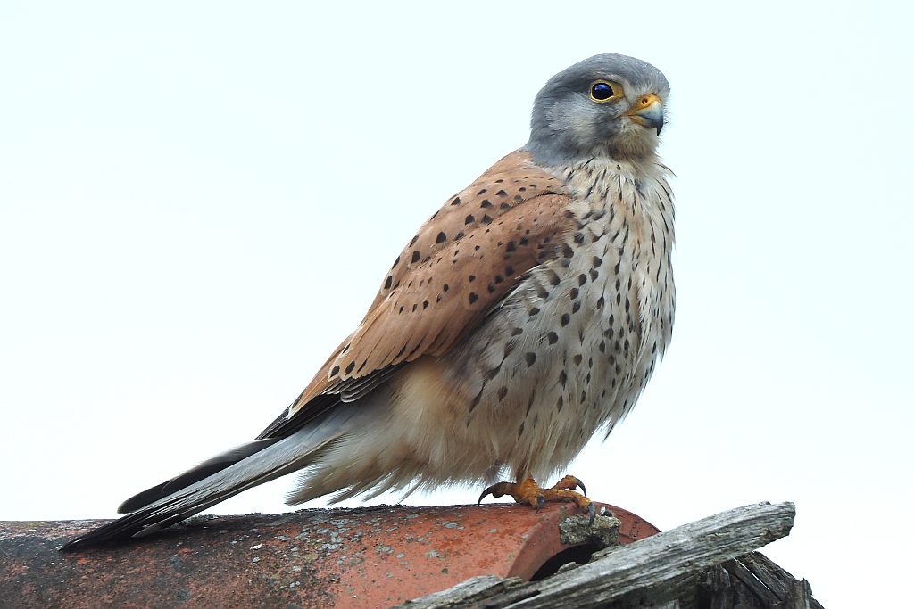 Turmfalke